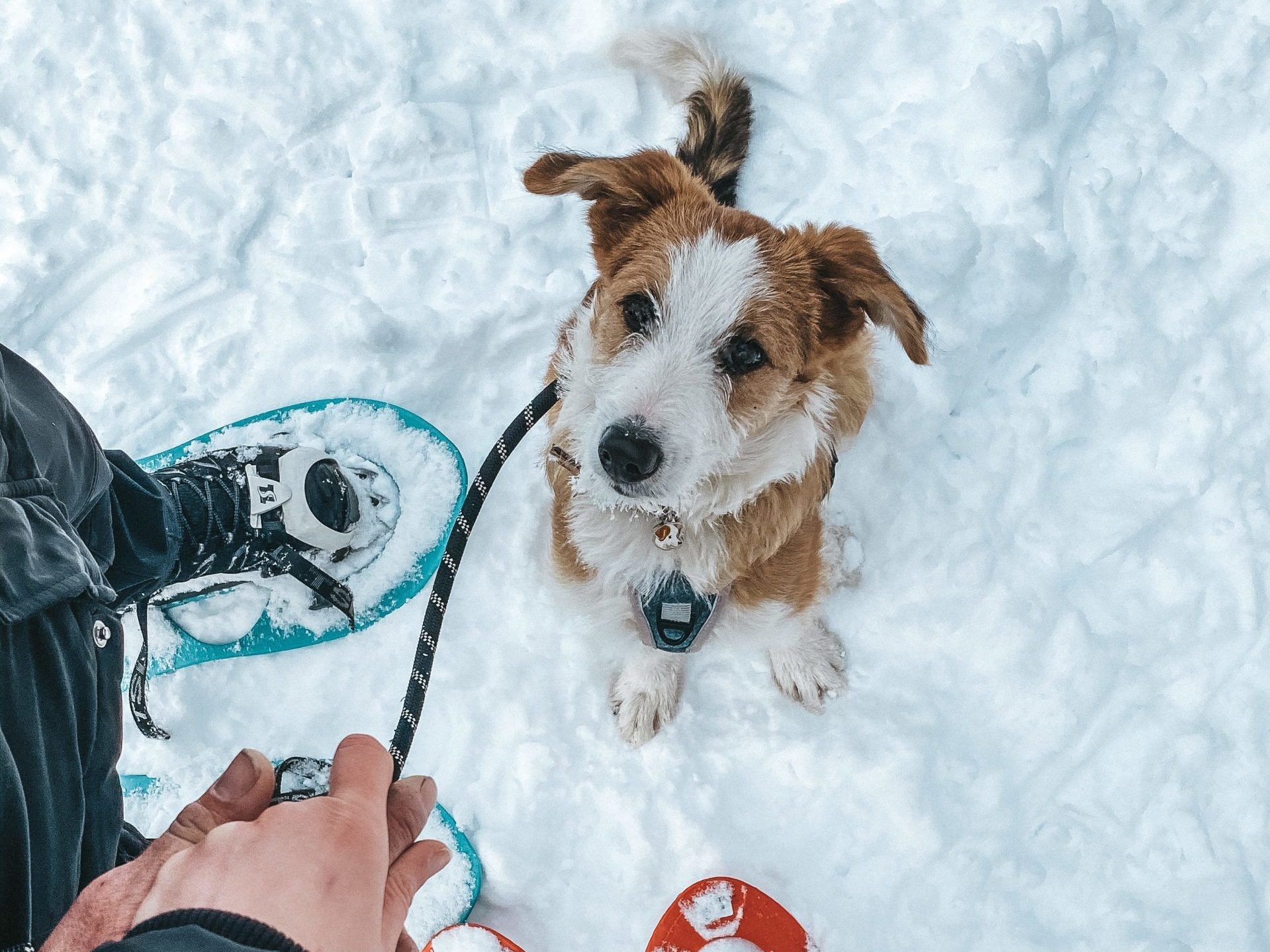 Voyager avec son chien