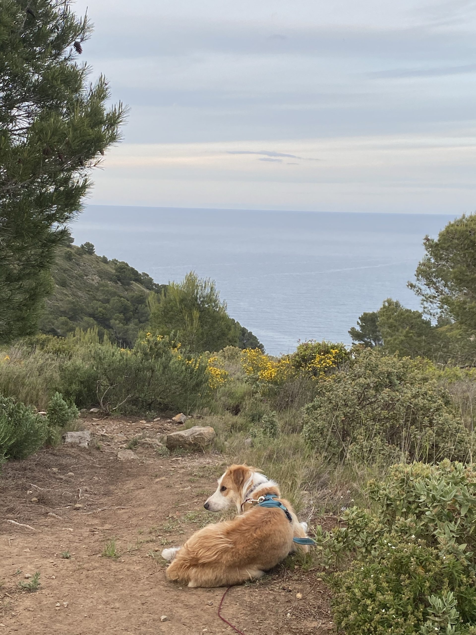 voyager avec un chien en van