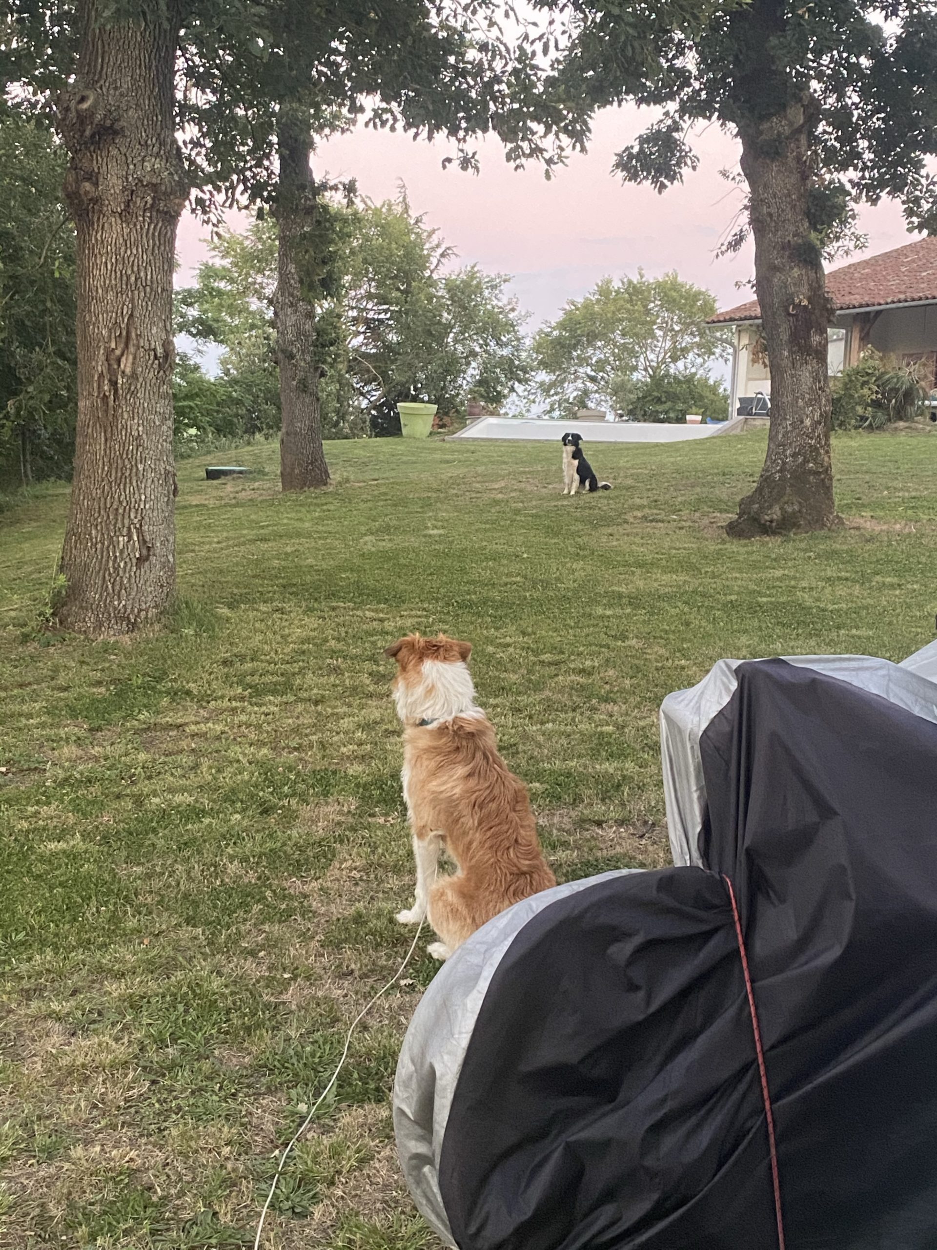 vivre en van avec un chien