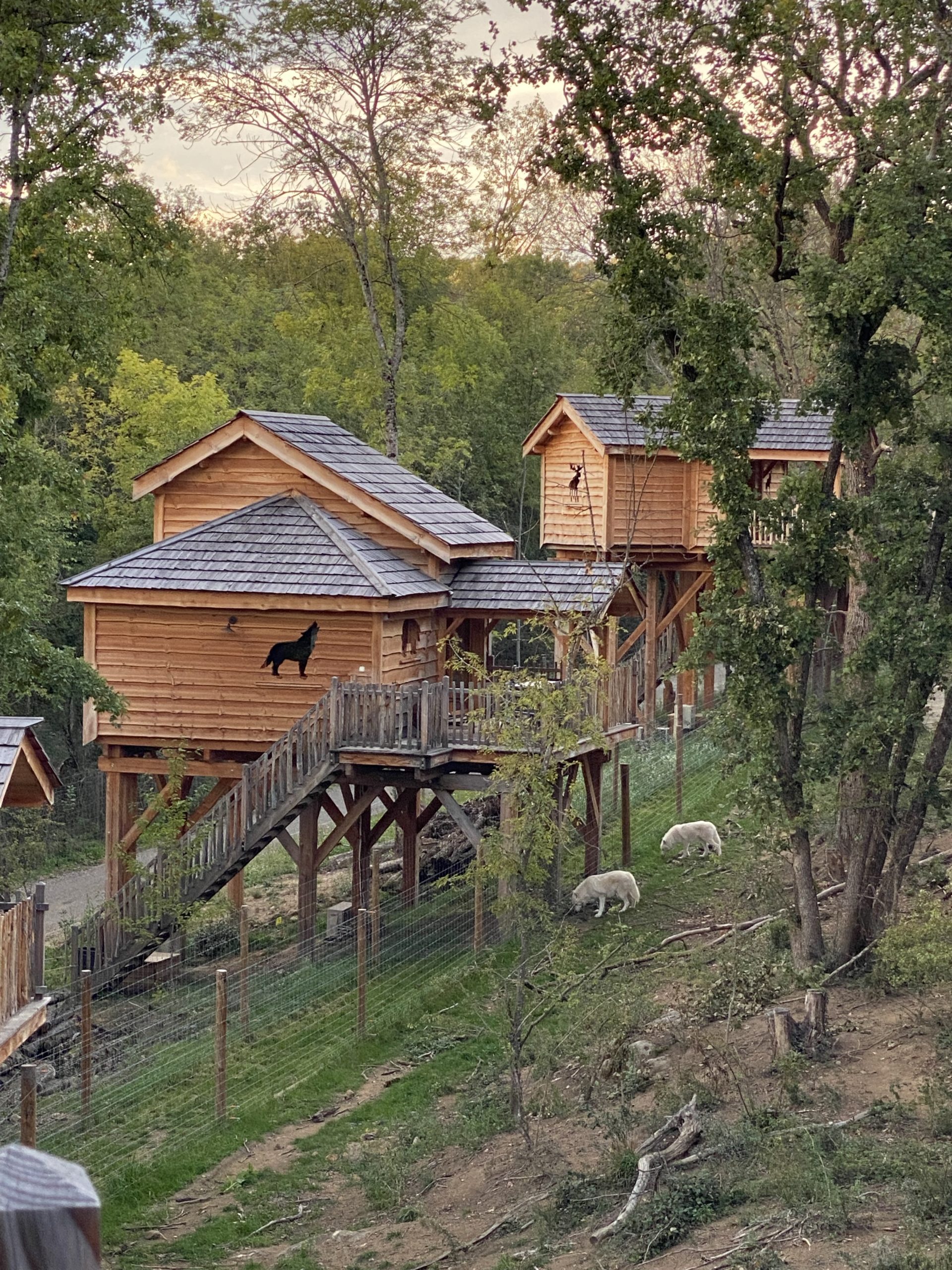 Vue sur les loups depuis les Cabanes perchées du Safari de Peaugres