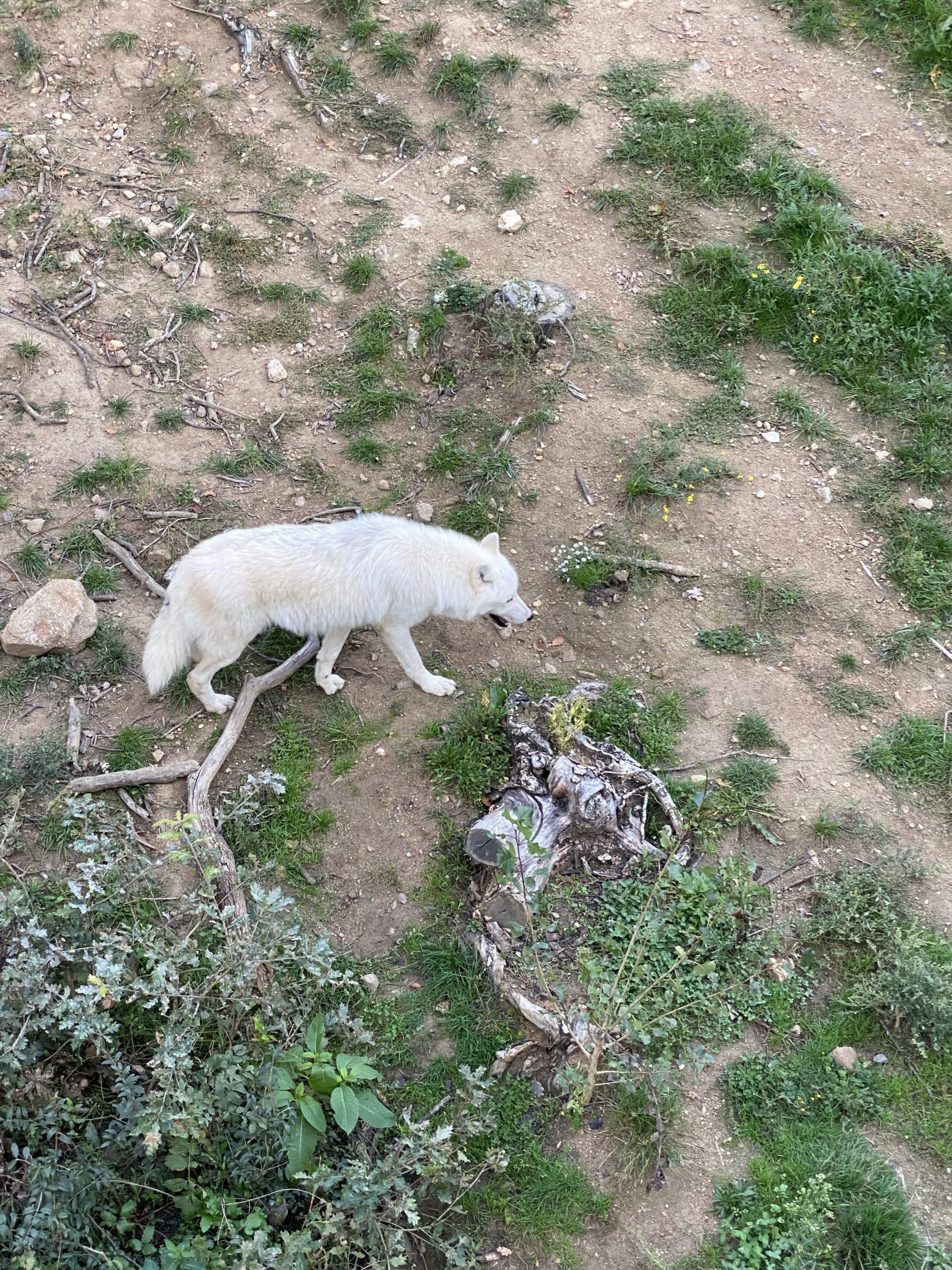 Vue sur les loups depuis les Cabanes perchées du Safari de Peaugres