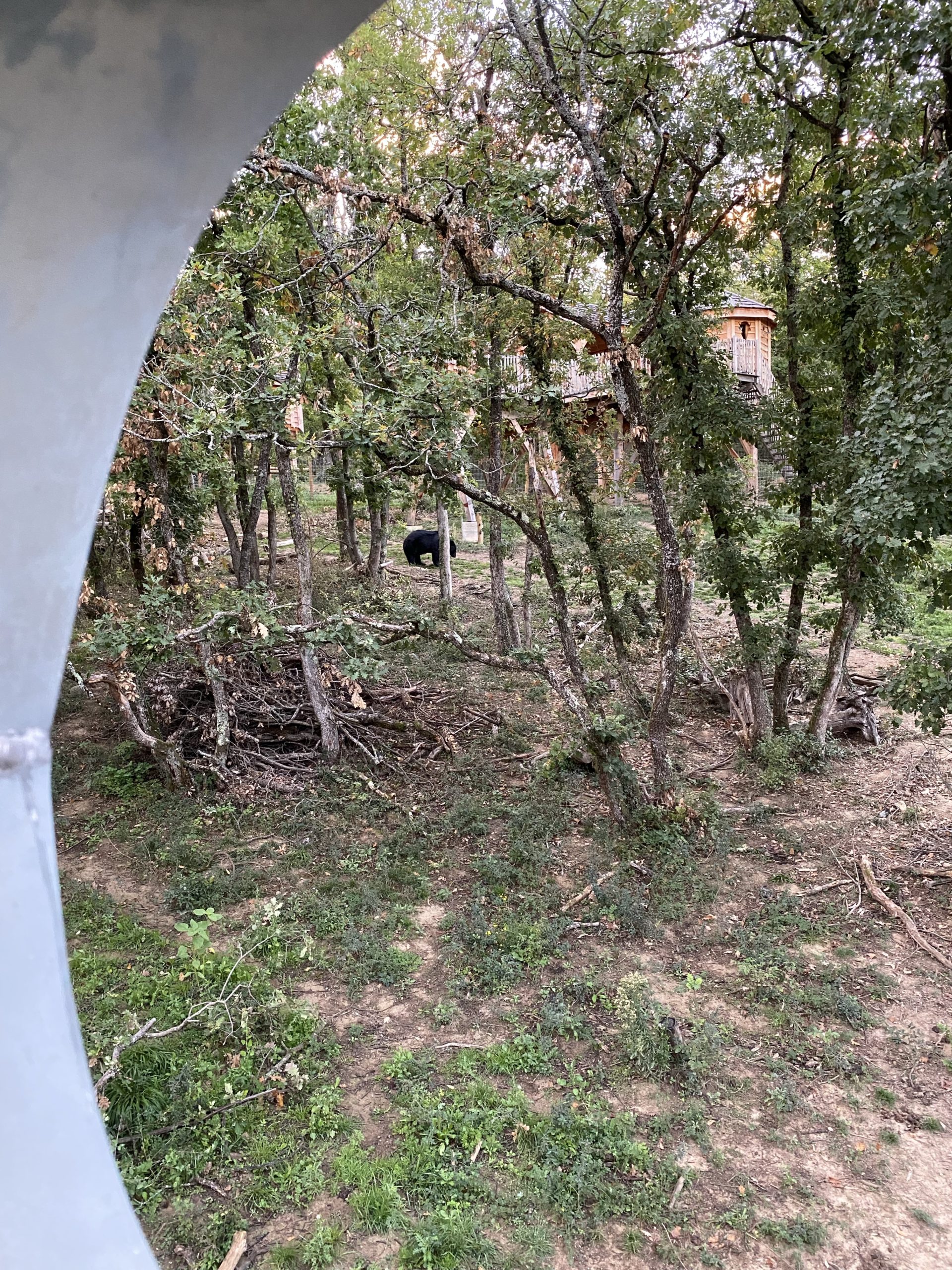 Vue sur les ours depuis les Cabanes perchées du Safari de Peaugres