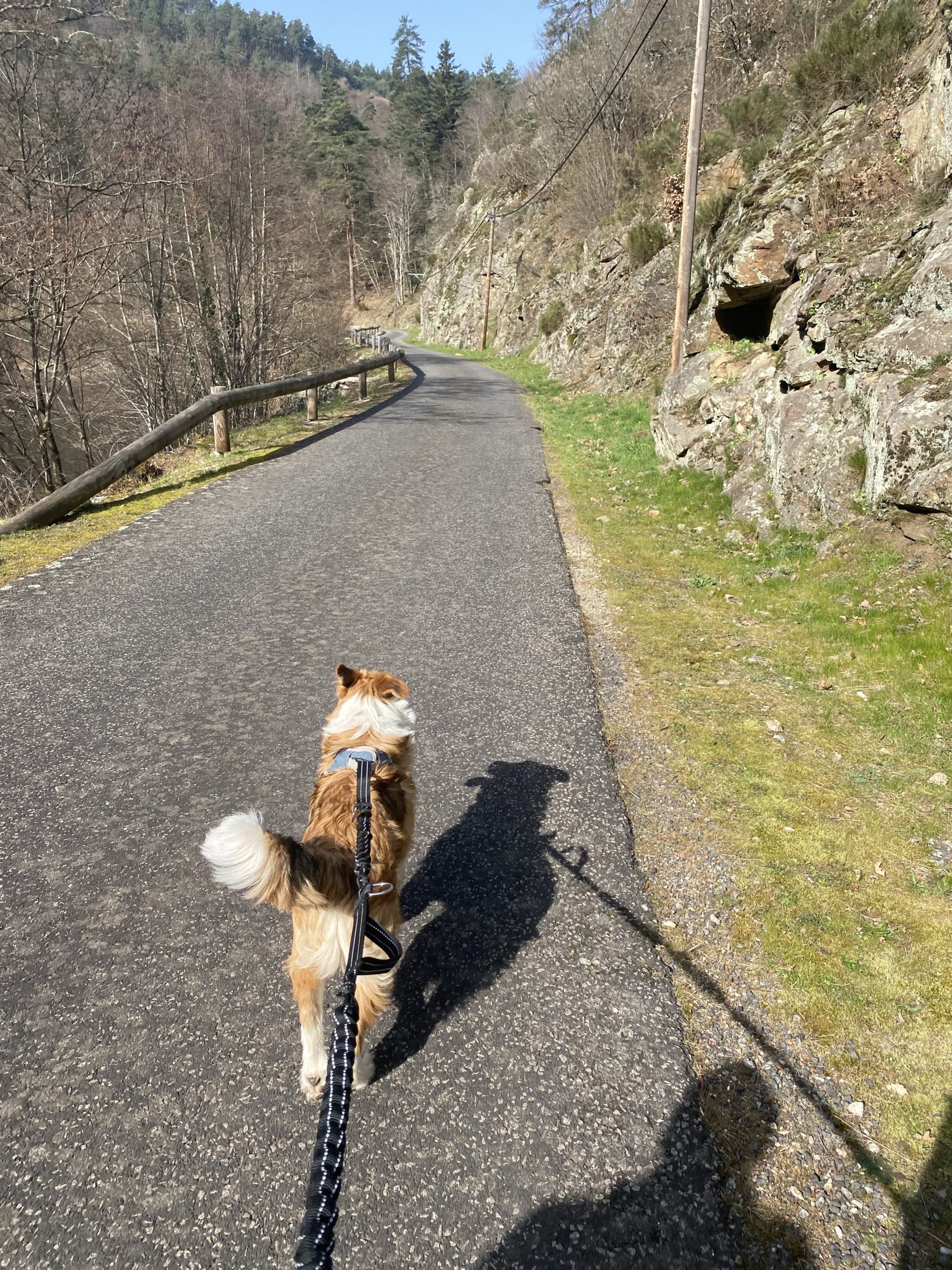 laisse randonnée chien cani rando