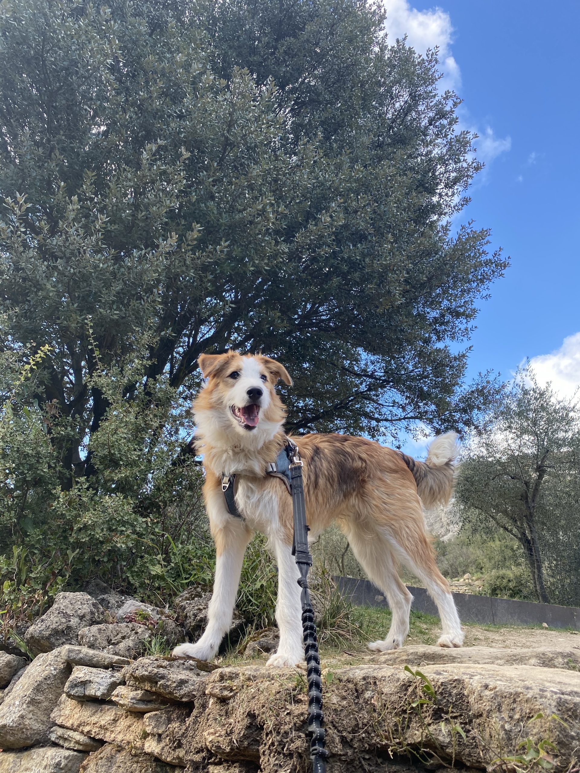 Gourde pour rafraichir son chien lors des randonnées - N'oublie Jamais