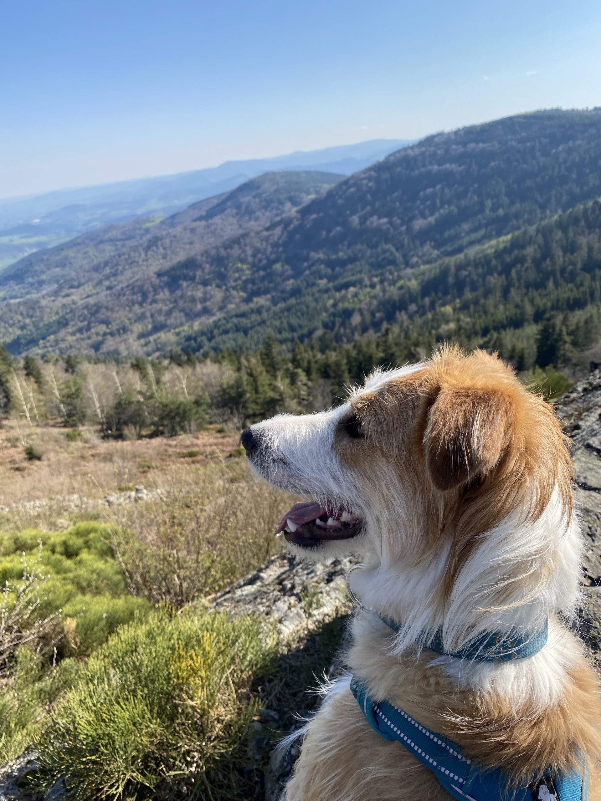 Conseils pour randonner avec son chien - N'oublie Jamais