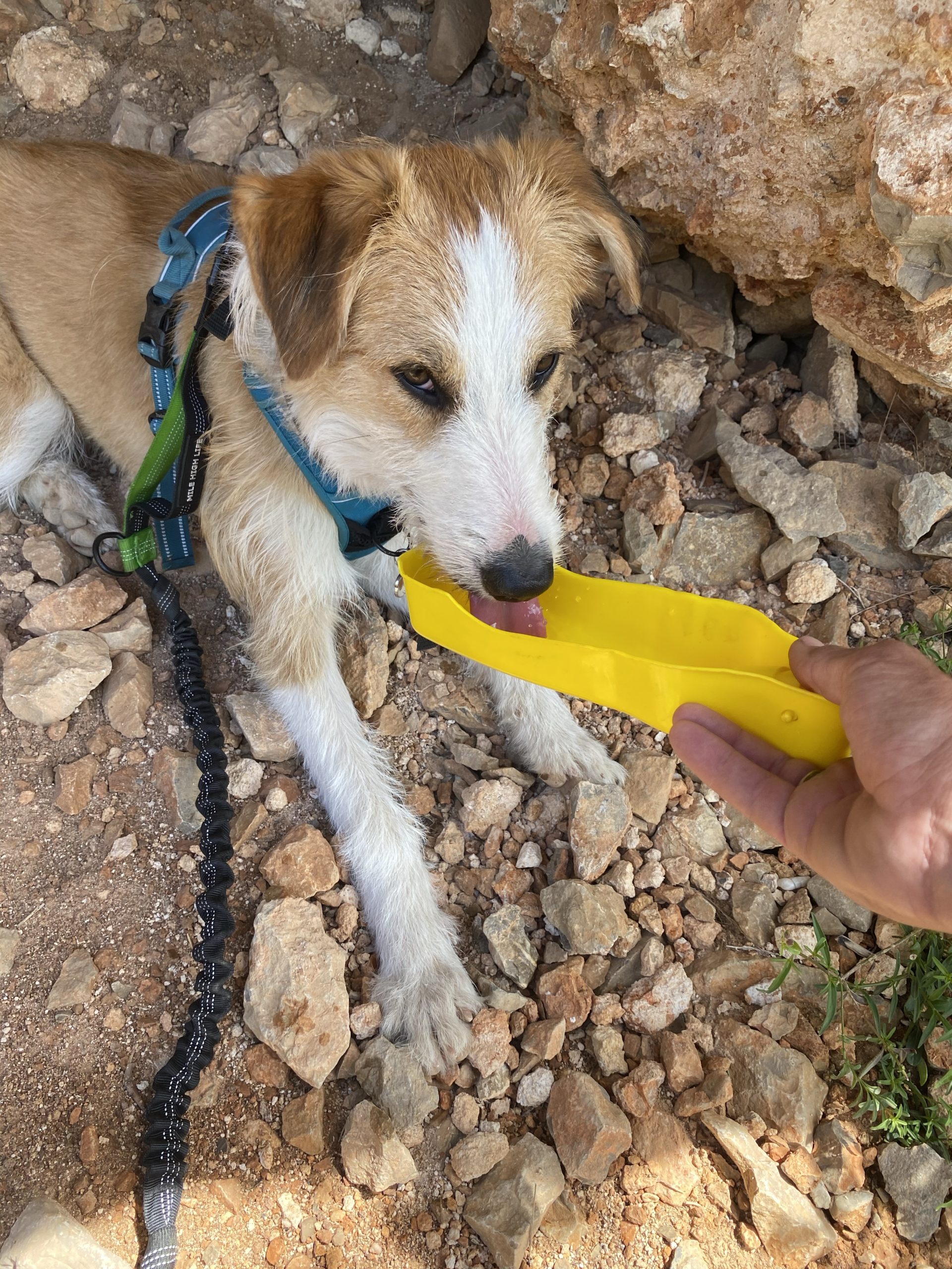 Gourde pour rafraichir son chien lors des randonnées - N'oublie Jamais