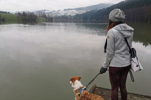 Passer une journée au lac des sapins avec son chien