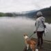 Passer une journée au lac des sapins avec son chien