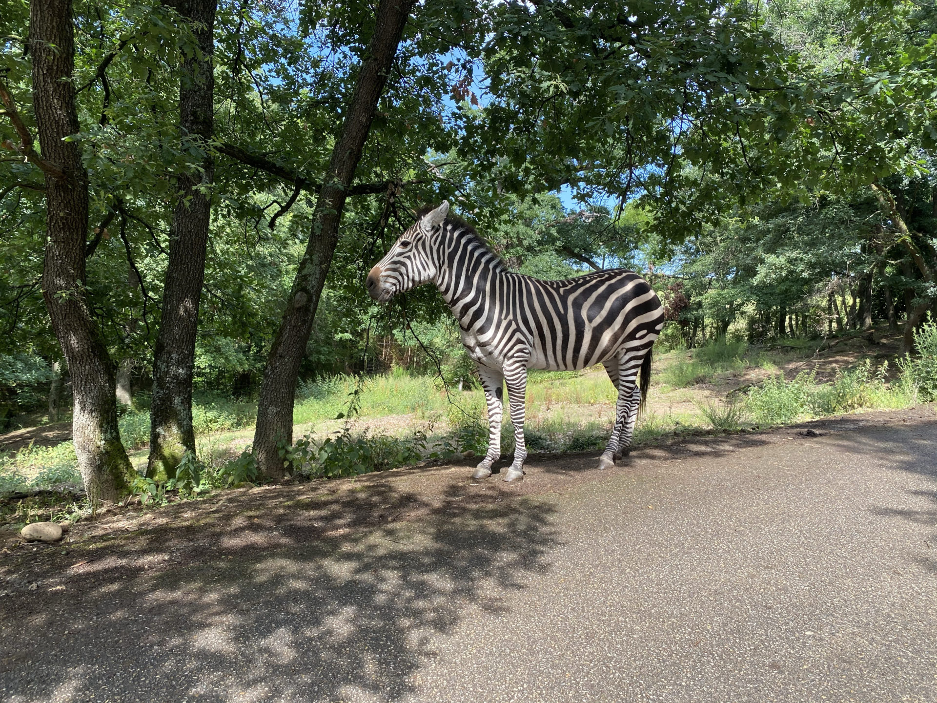 zoo de peaugre