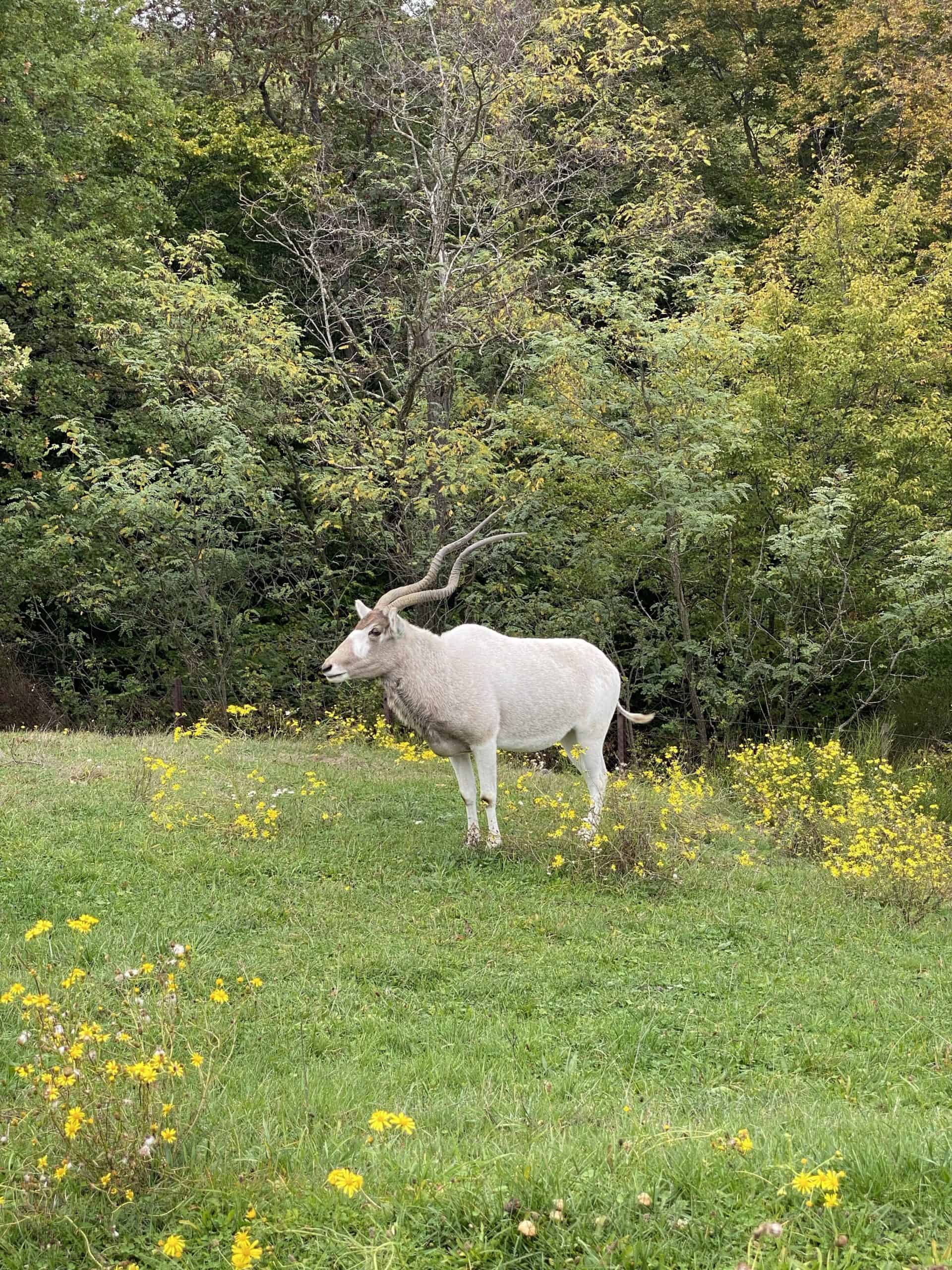 safari de peaugres voiture