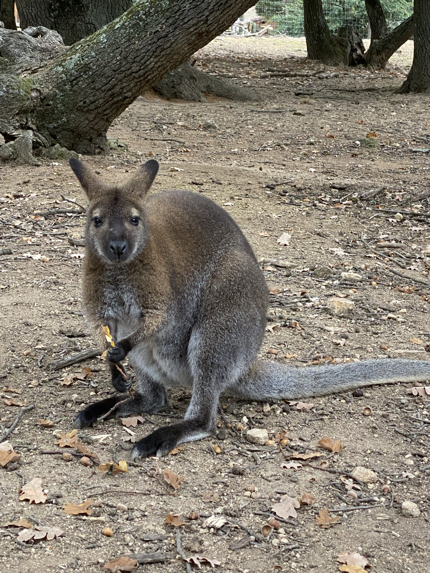 zoo de peaugres