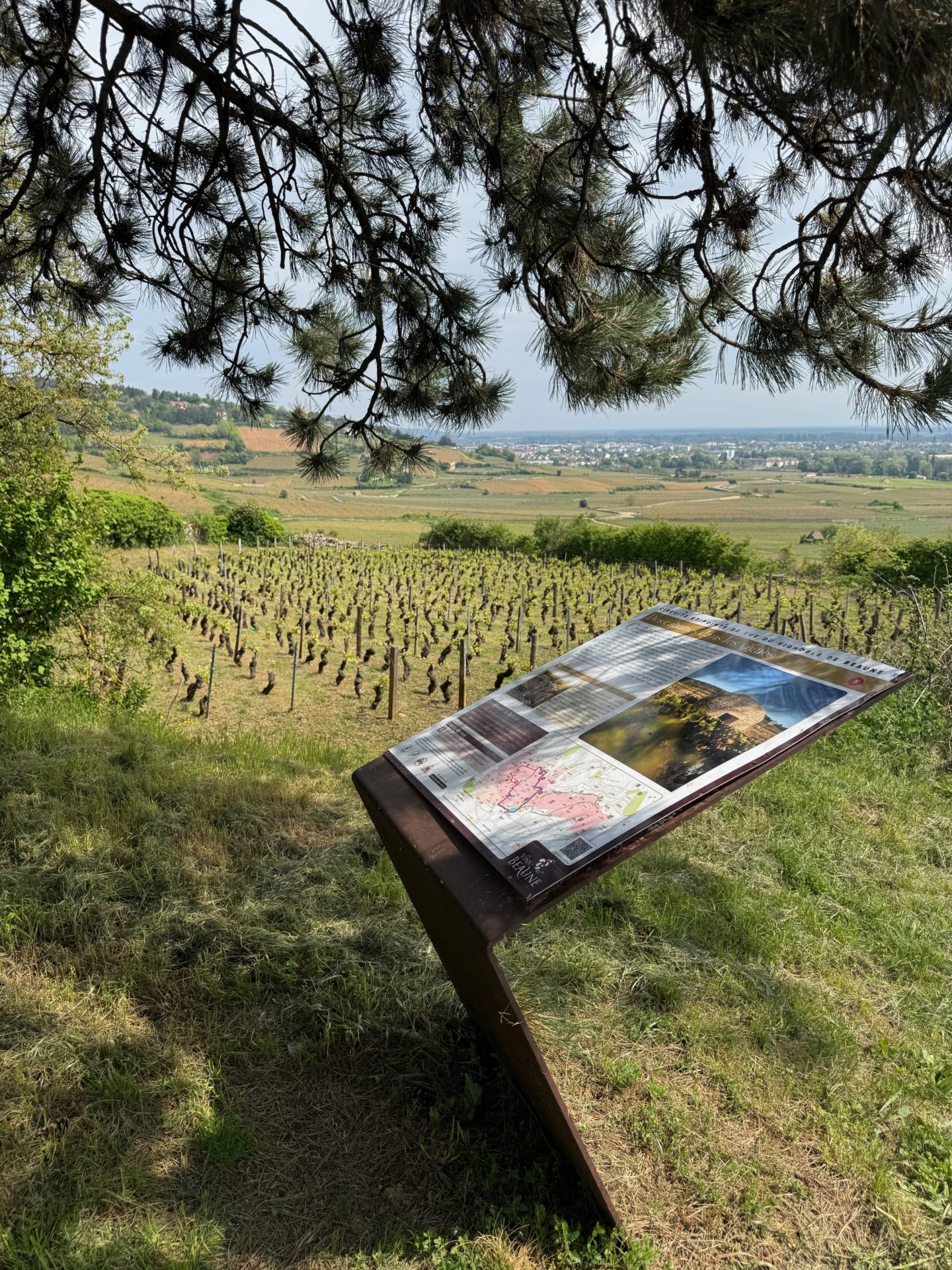 balade vignes bourgogne