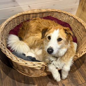 tiny house dogfriendly
