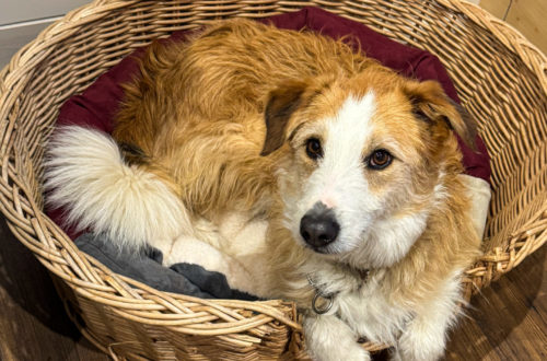 tiny house dogfriendly