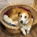 tiny house dogfriendly