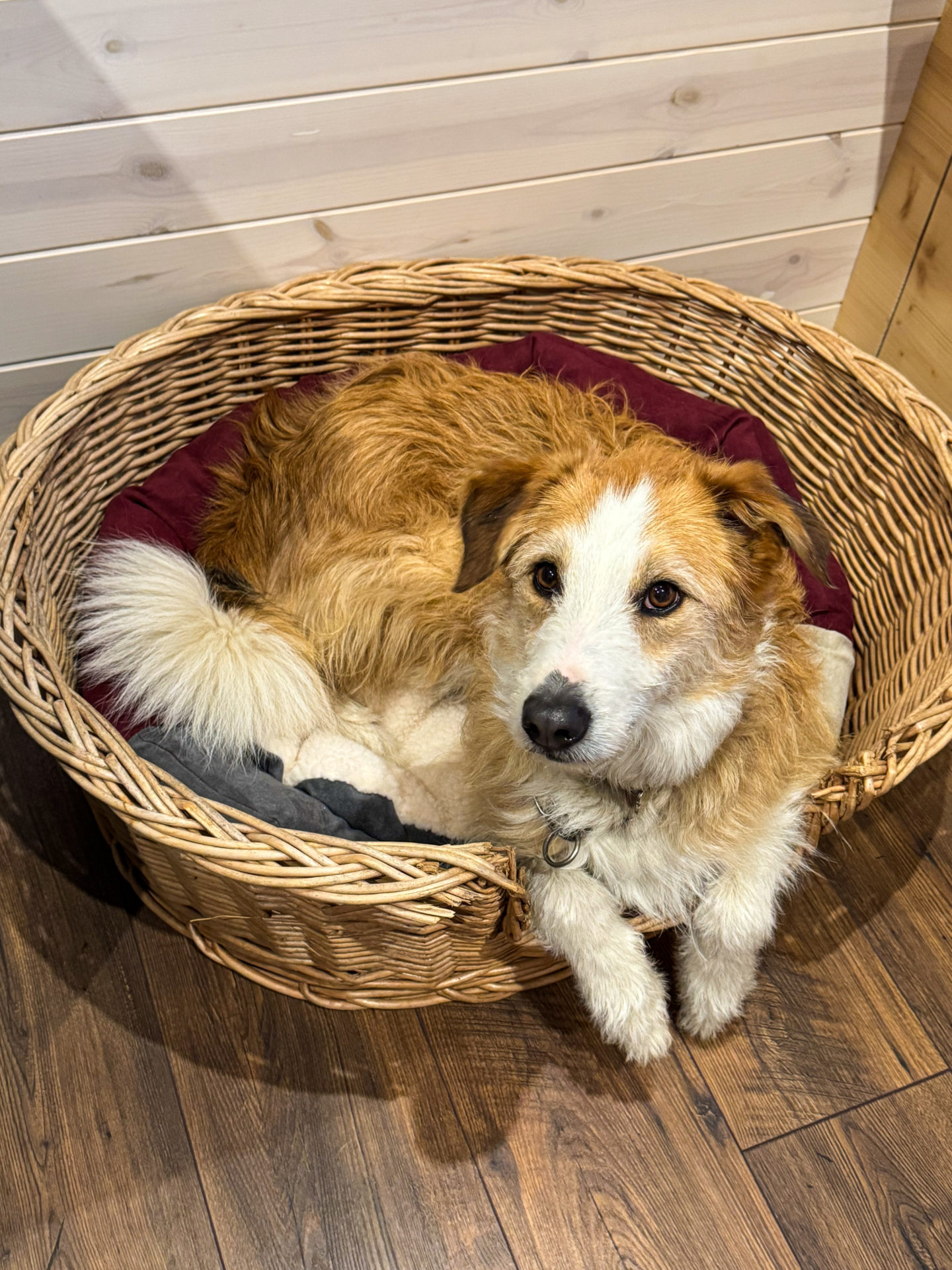 tiny house dogfriendly - 1 tiny house dogfriendly