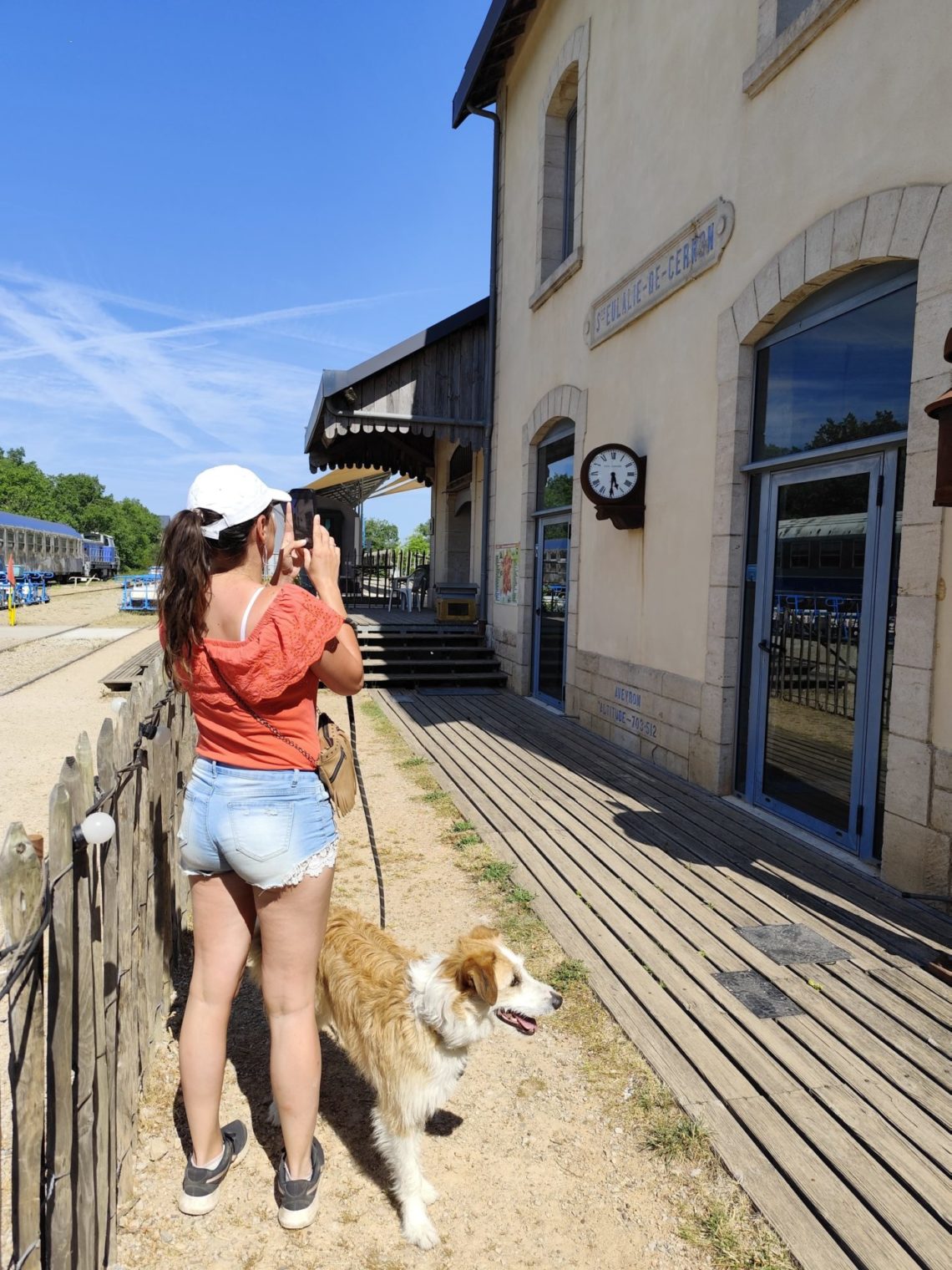 cevennes chien
