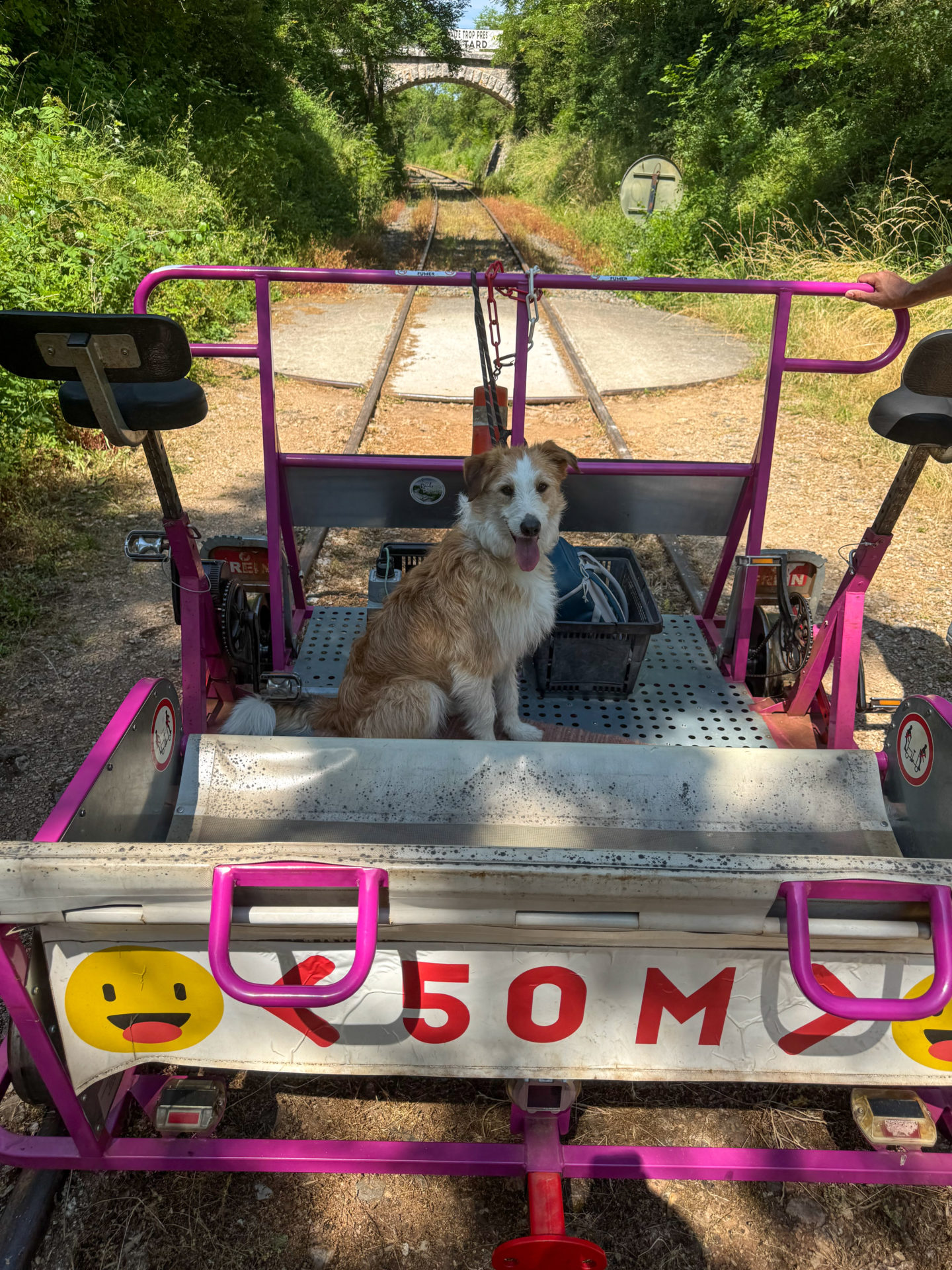 velo rail chien