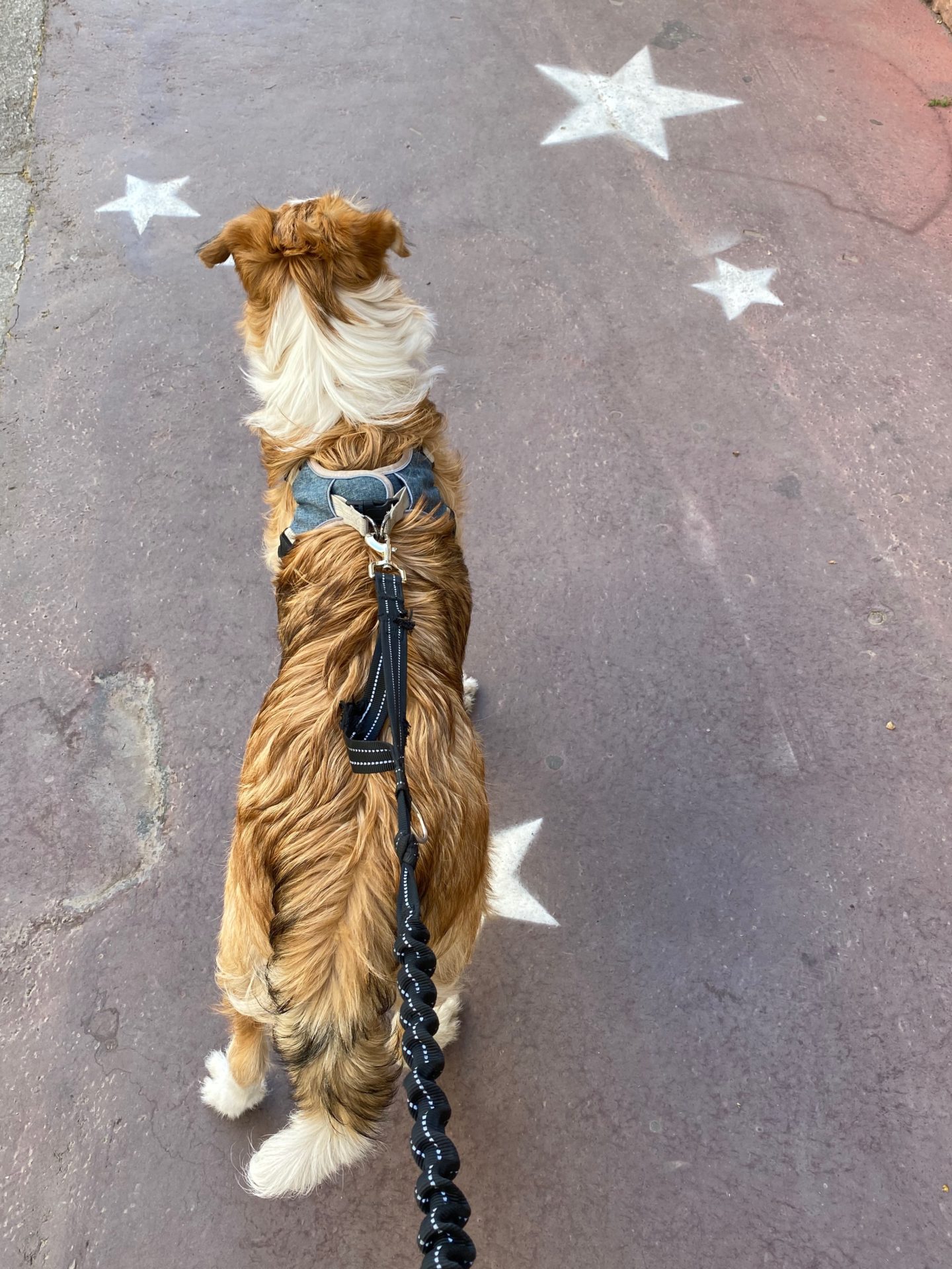 Chien explorant les ruelles de Montpellier en centre-ville