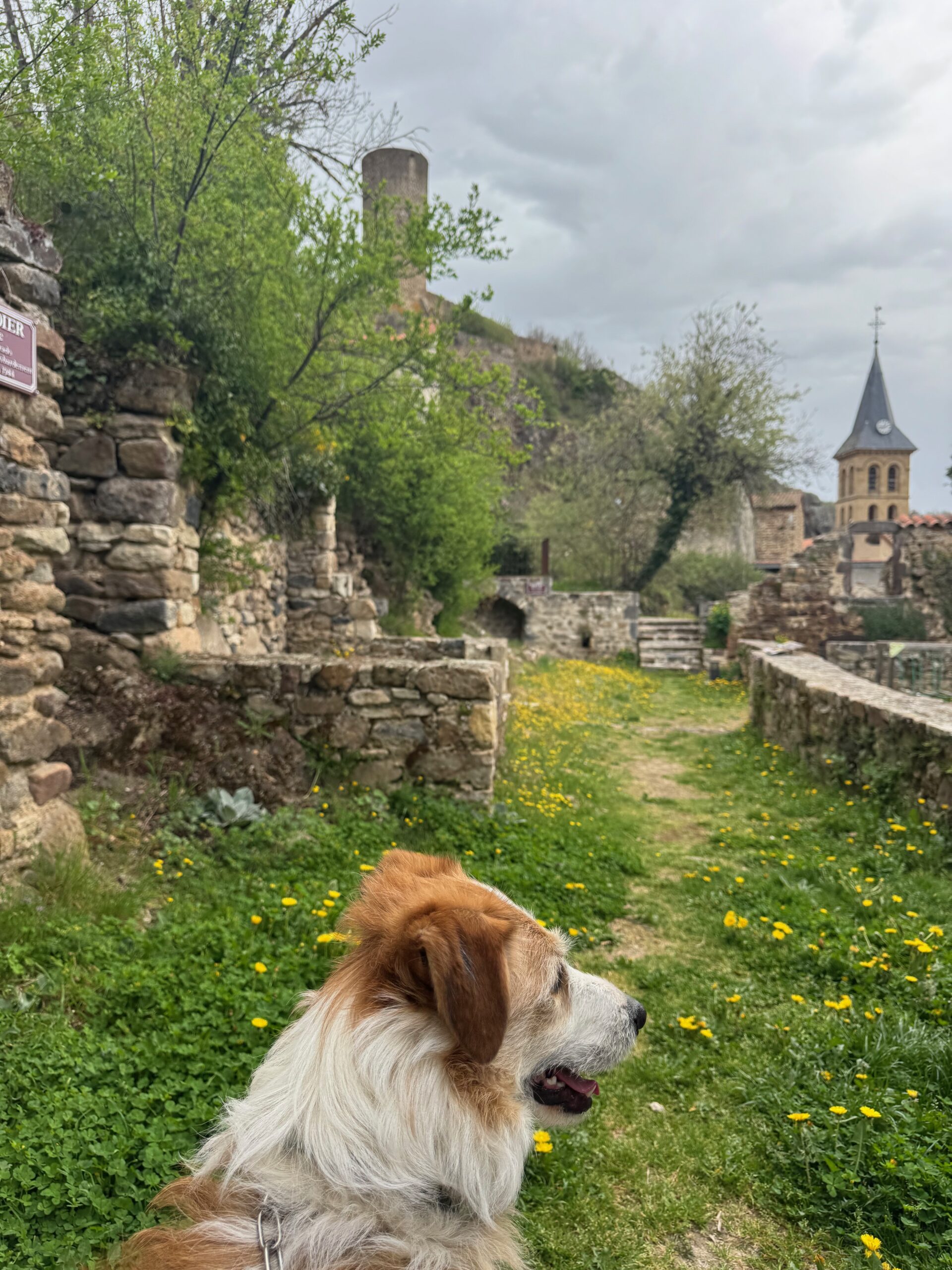 Chien devant le panorama du village de Saint-Floret au belvédère du Chastel Puy-de-Dôme.
